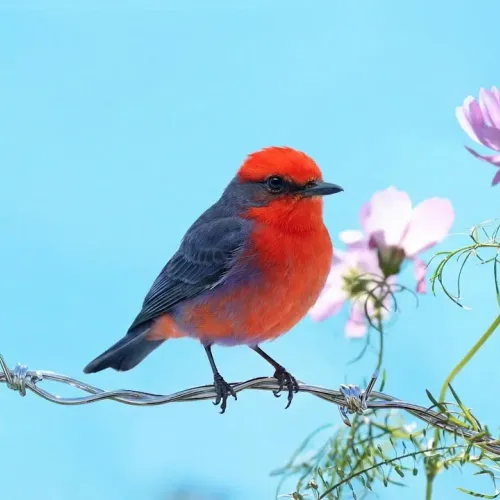 Birds Observations