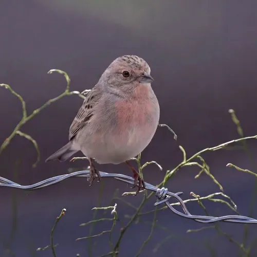 Birds Observations