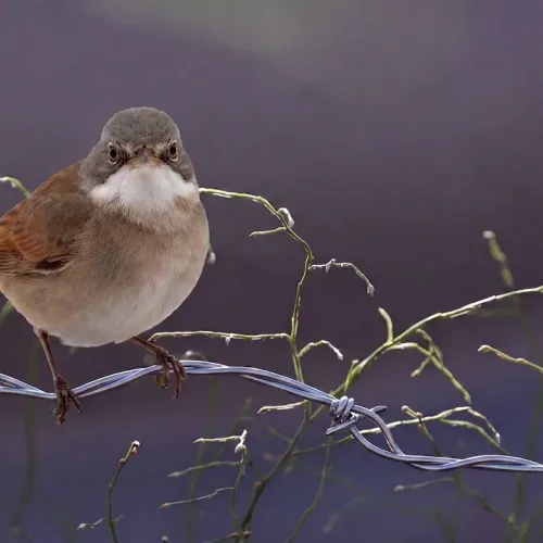 Birds Observations
