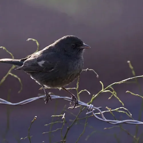 Birds Observations
