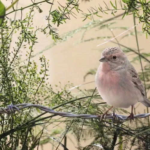 Birds Observations