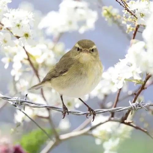 Birds Observations