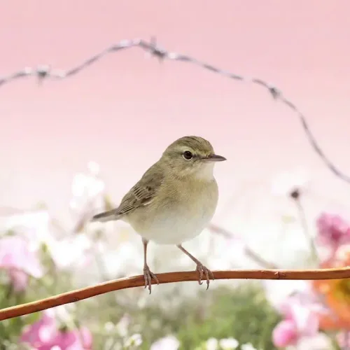 Birds Observations