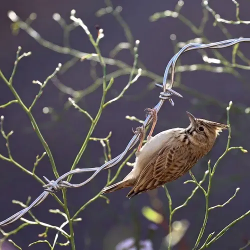 Birds Observations