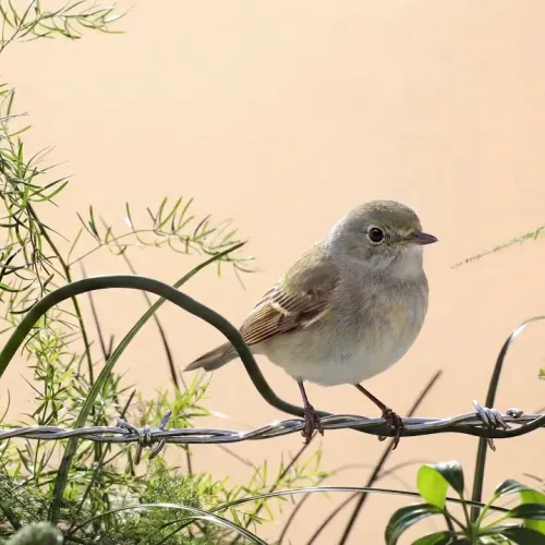 Birds Observations