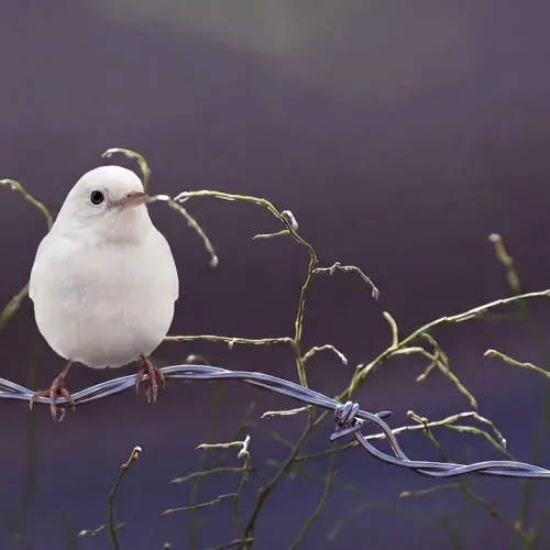 Birds Observations