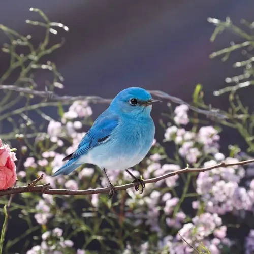 Birds Observations
