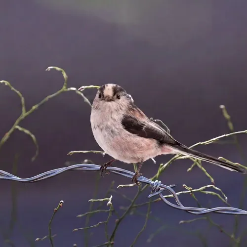 Birds Observations