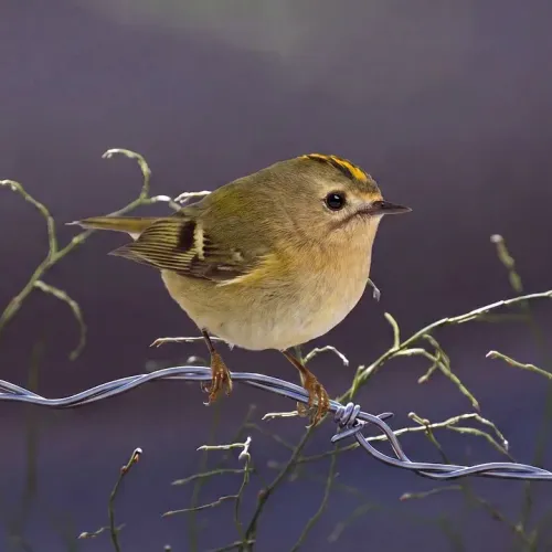 Birds Observations