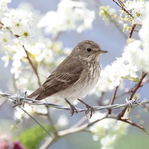 Birds Observations