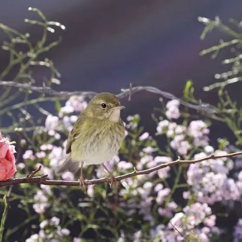 Birds Observations