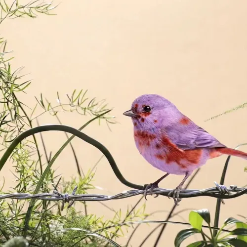 Birds Observations