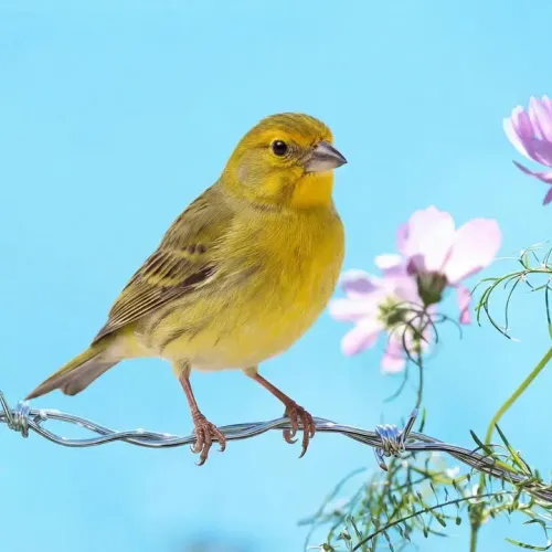 Birds Observations