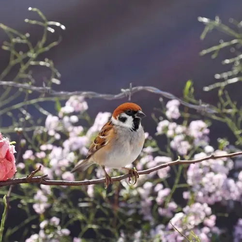 Birds Observations