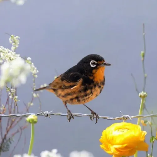 Birds Observations