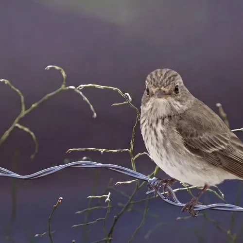 Birds Observations
