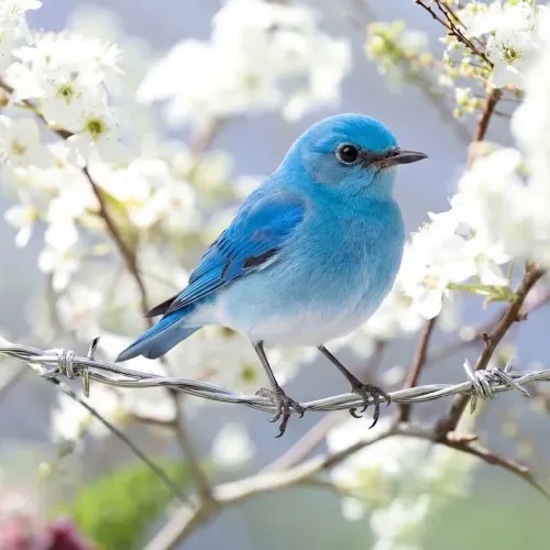 Birds Observations
