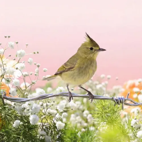 Birds Observations