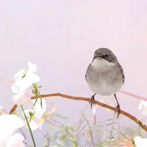 Birds Observations
