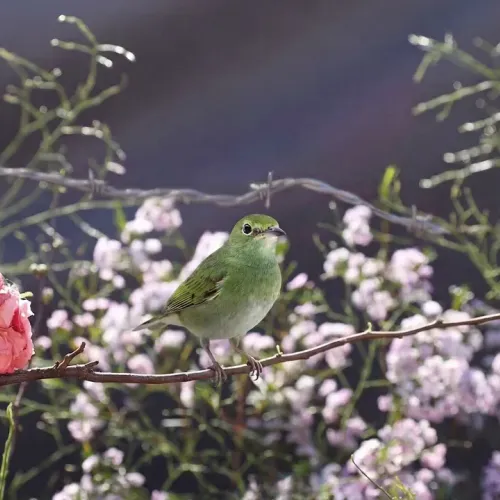 Birds Observations