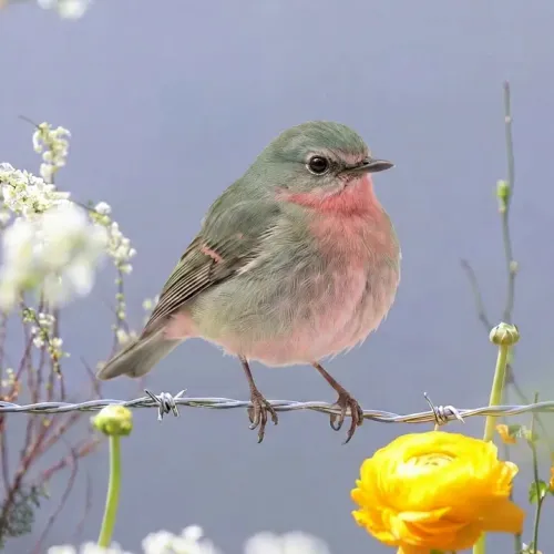 Birds Observations