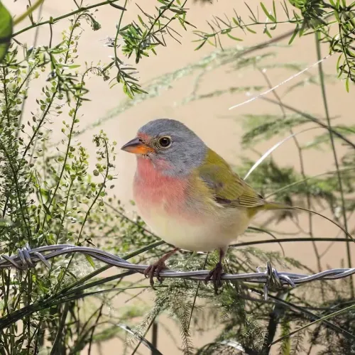 Birds Observations