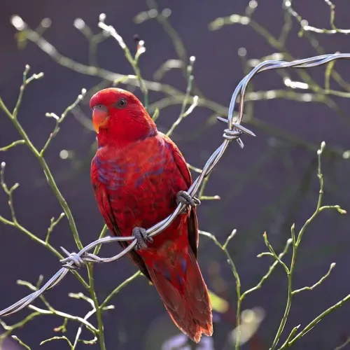 Birds Observations