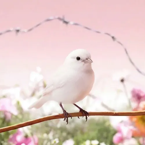Birds Observations