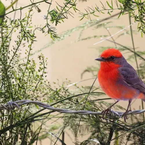 Birds Observations