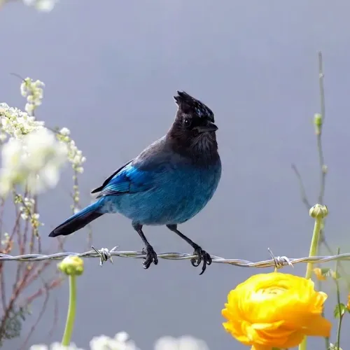Birds Observations