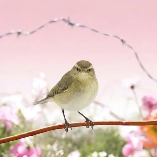 Birds Observations