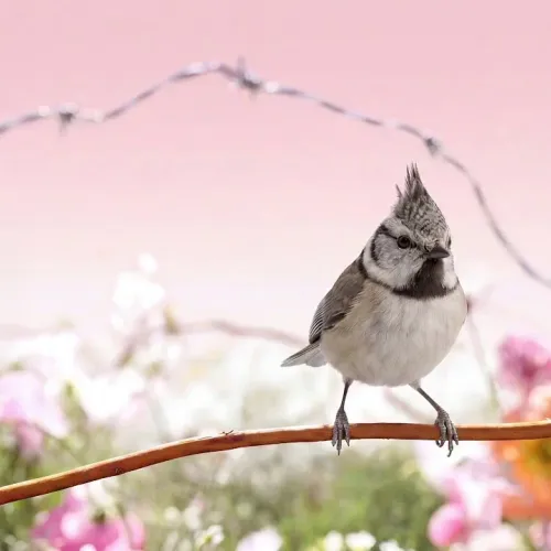 Birds Observations