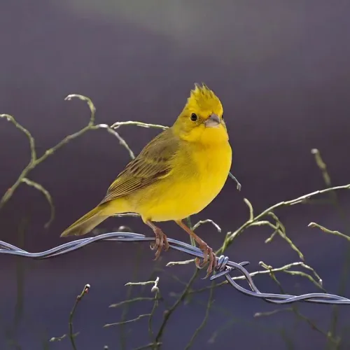 Birds Observations