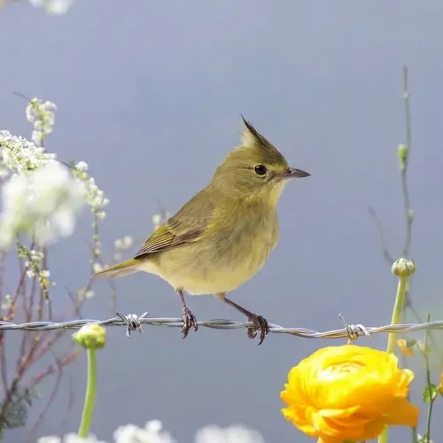 Birds Observations