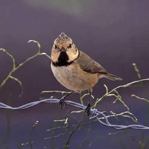 Birds Observations