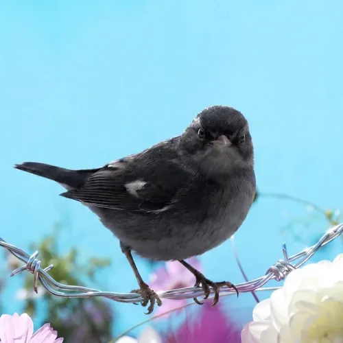 Birds Observations