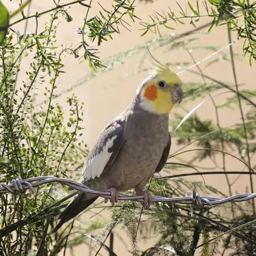 Birds Observations