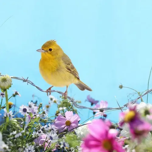 Birds Observations