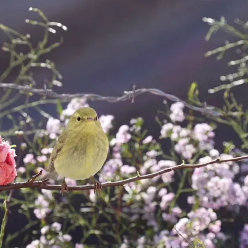 Birds Observations