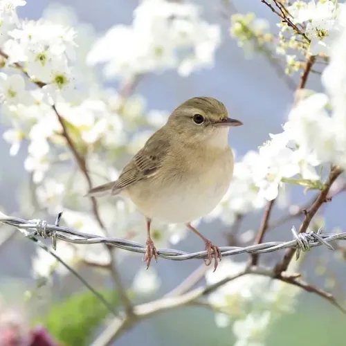 Birds Observations
