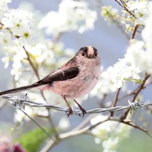 Birds Observations