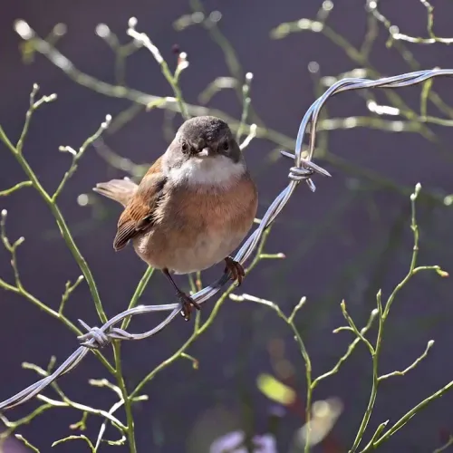Birds Observations