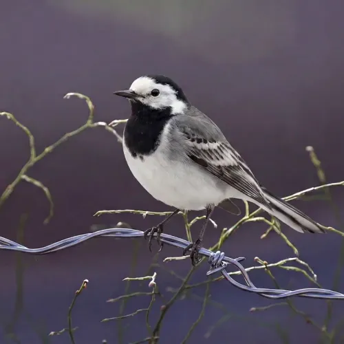 Birds Observations