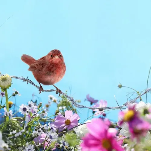 Birds Observations