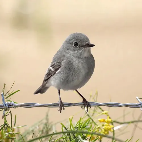 Birds Observations