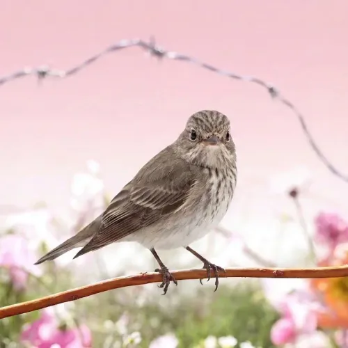 Birds Observations