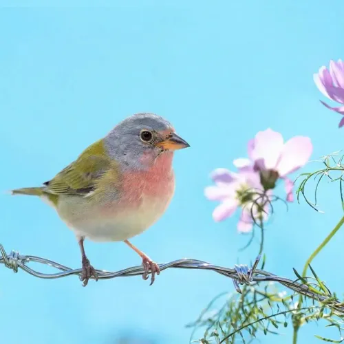 Birds Observations