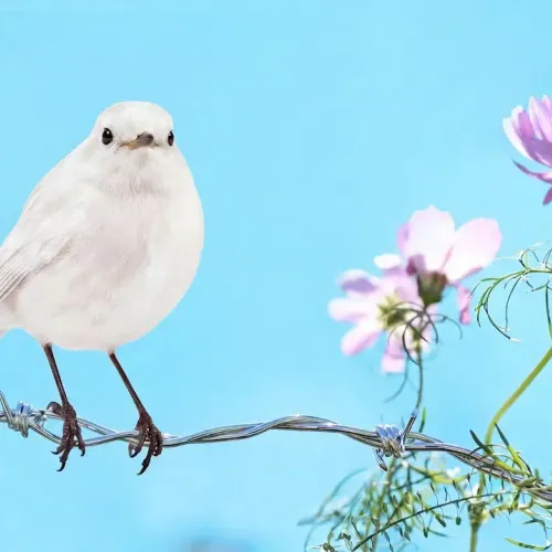 Birds Observations