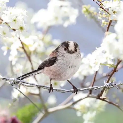 Birds Observations