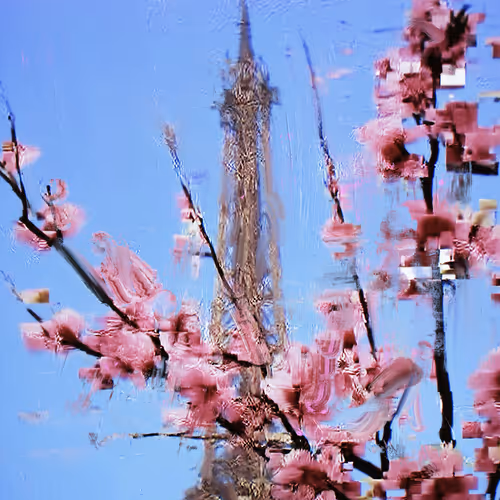Android Plaza Cherry Blossom